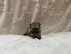 puppy