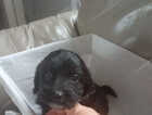 Puppy