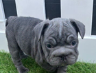 puppy