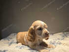 Puppy