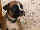 puppy