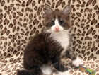 Kitten