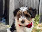 Puppy