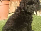 Puppy