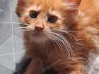 Kitten