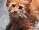 kitten