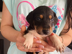 puppy
