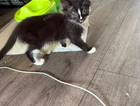 kitten