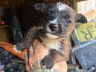 Puppy