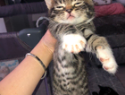 kitten