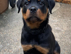 puppy
