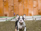 Puppy