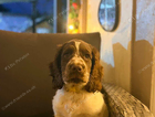 puppy