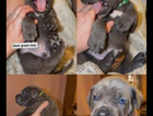 puppy