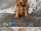 puppy