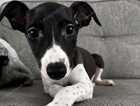 Puppy