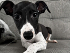 puppy