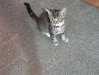 Kitten