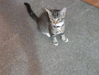 kitten