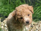 Puppy
