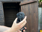 puppy