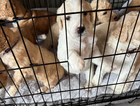 puppy