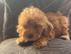 Puppy