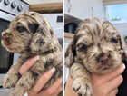 Puppy