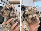 puppy