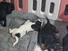 Puppy