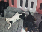puppy