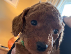 puppy