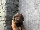 Puppy