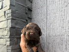 puppy