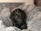 zoe