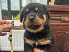 puppy