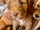 puppy