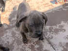 Puppy