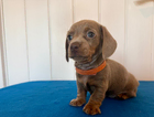 puppy