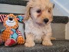 puppy