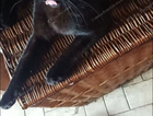 Neutered male black cat missing kingsland