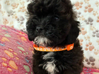 puppy