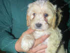 Puppy