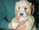 puppy