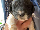 Puppy
