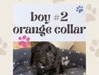 puppy