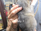 puppy