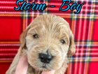 stormie