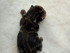 kitten