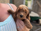 puppy